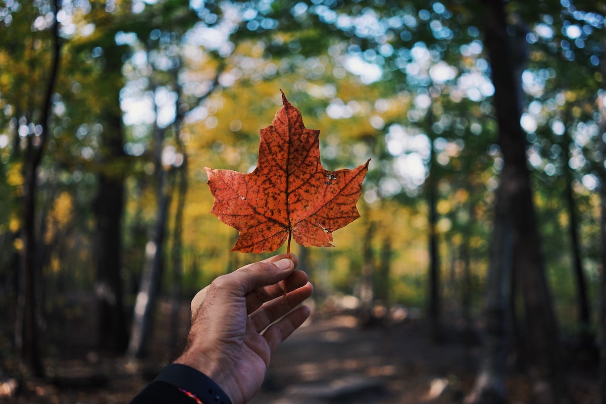 How to Get a SIN Number in Canada?